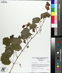 Vitis rupestris image