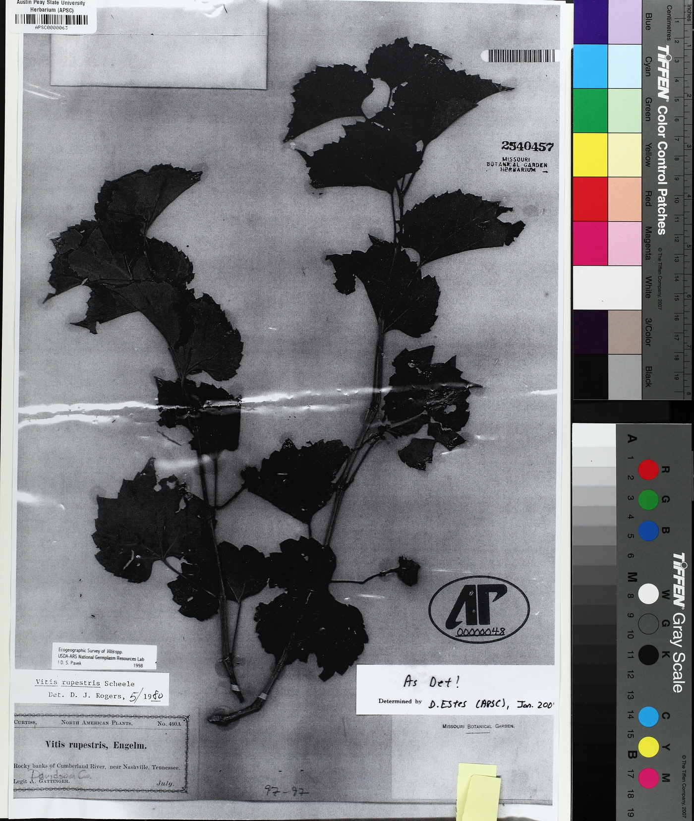 Vitis rupestris image