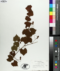 Muscadinia rotundifolia image