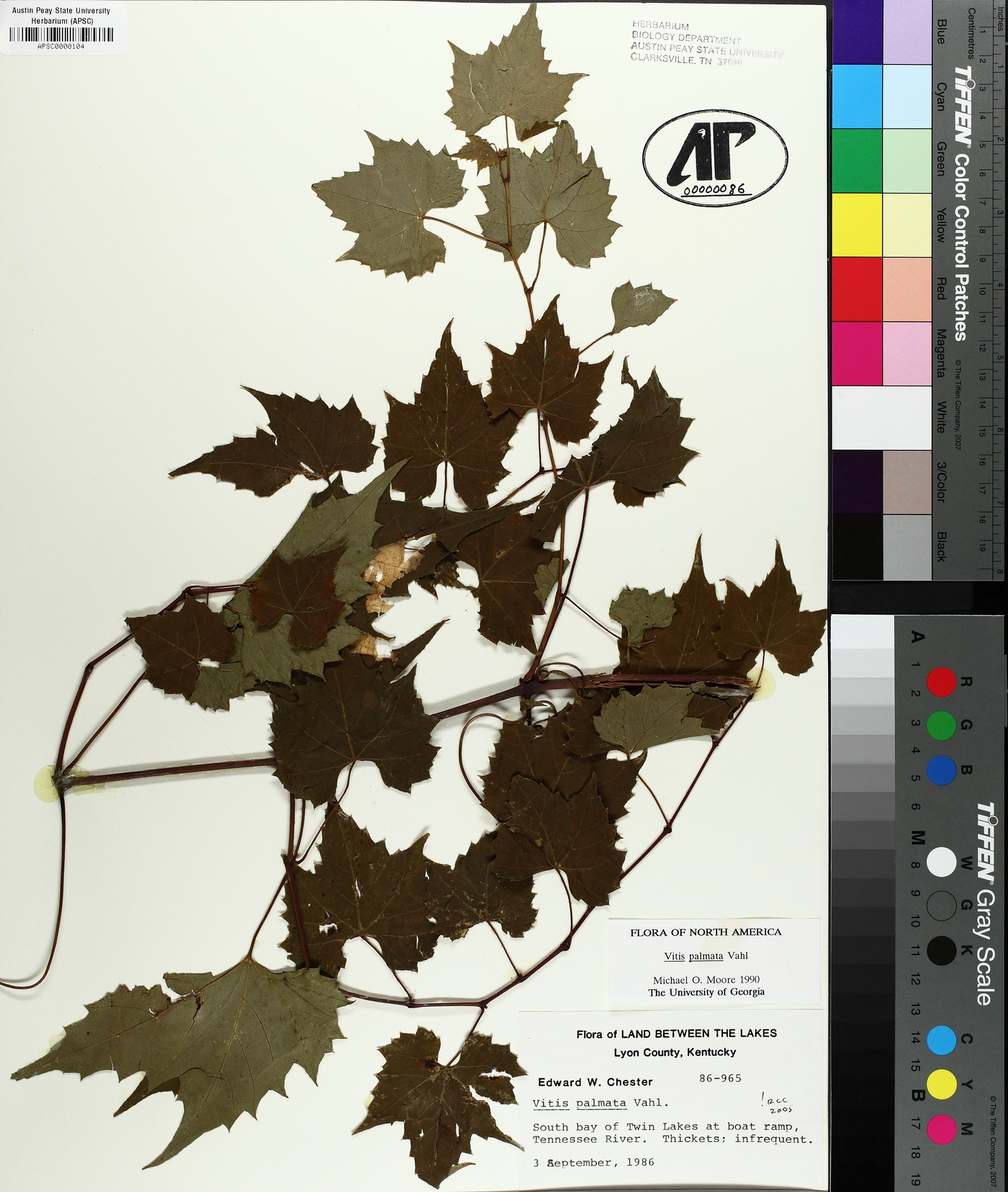 Vitis palmata image