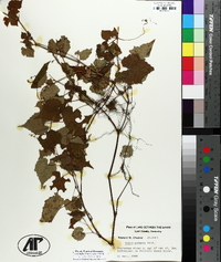 Vitis palmata image