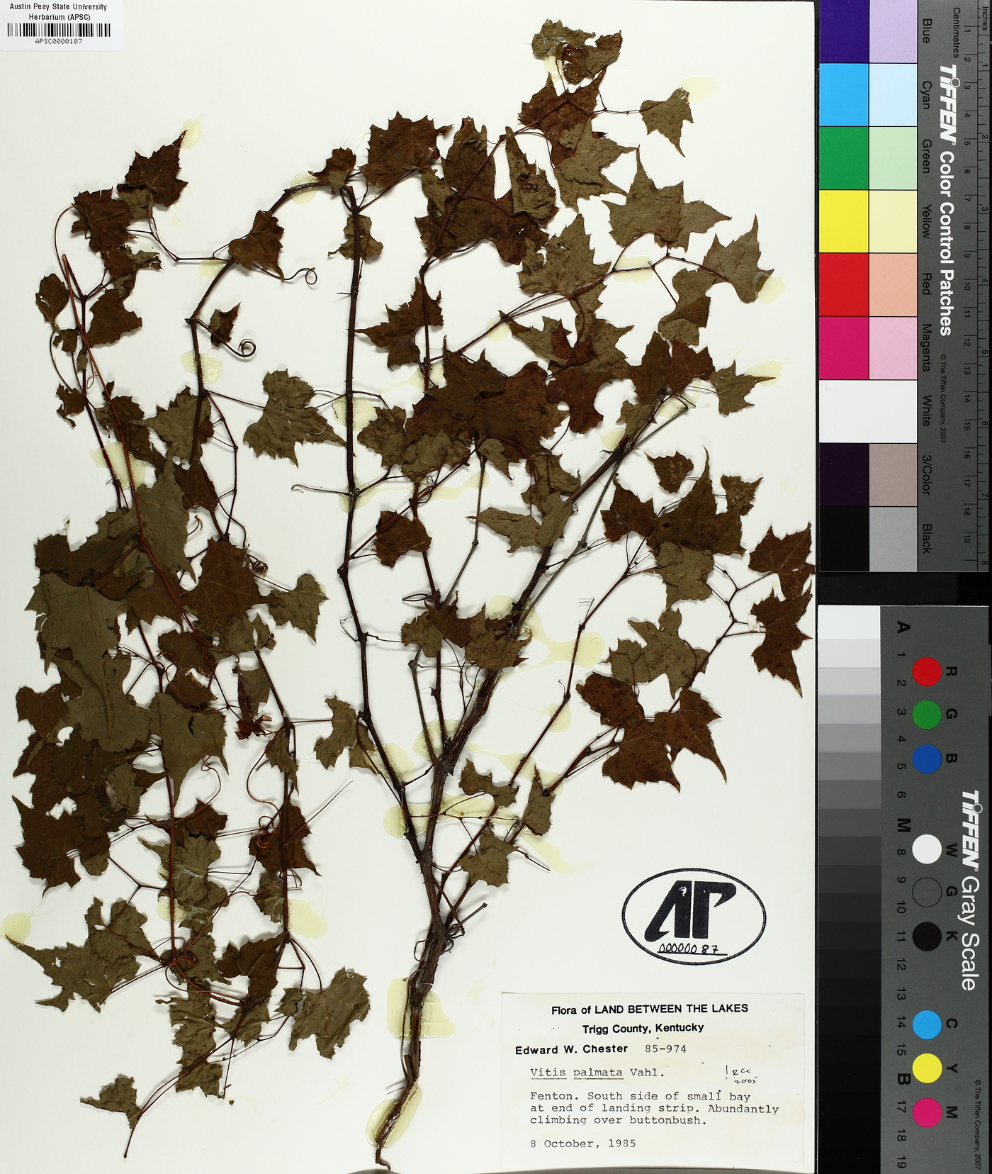 Vitis palmata image