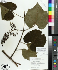 Vitis vulpina image