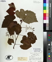 Vitis baileyana image