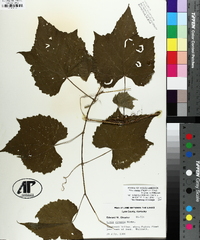 Vitis baileyana image