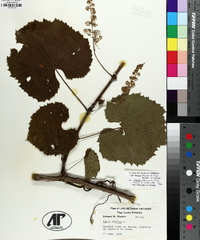 Vitis baileyana image