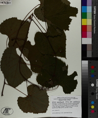 Vitis aestivalis var. aestivalis image