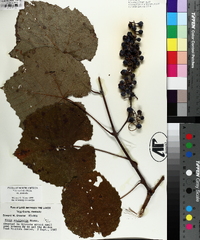 Vitis aestivalis var. aestivalis image