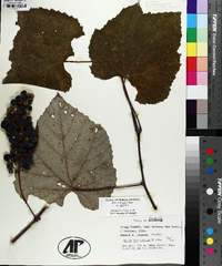 Vitis aestivalis var. aestivalis image