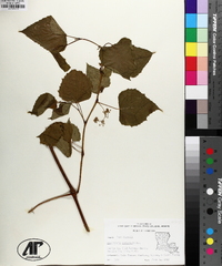 Ampelopsis cordata image