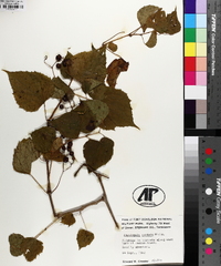 Ampelopsis cordata image