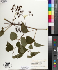 Ampelopsis cordata image