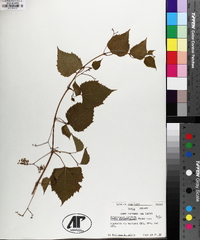 Ampelopsis cordata image