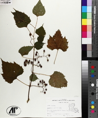 Ampelopsis cordata image