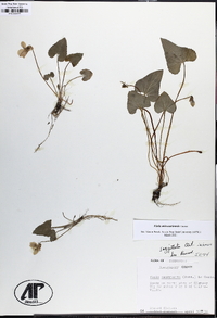 Viola missouriensis image