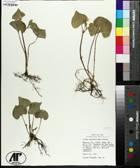 Viola pubescens var. scabriuscula image