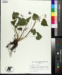 Viola canadensis var. canadensis image