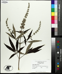 Vitex agnus-castus image