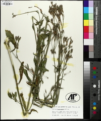 Verbena brasiliensis image