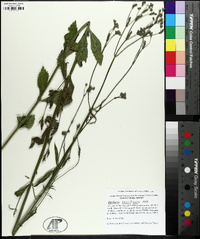 Verbena brasiliensis image