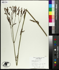 Verbena brasiliensis image