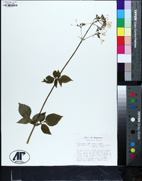 Valeriana pauciflora image