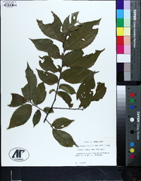 Ulmus serotina image