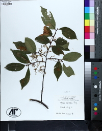 Ulmus serotina image