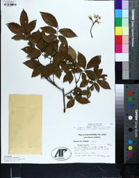 Ulmus alata image