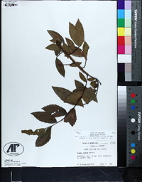 Ulmus alata image