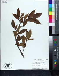 Ulmus alata image