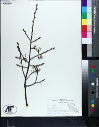 Ulmus alata image