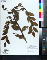 Ulmus alata image