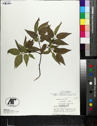 Celtis laevigata image