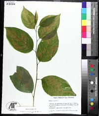 Halesia carolina image