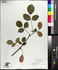 Staphylea trifolia image