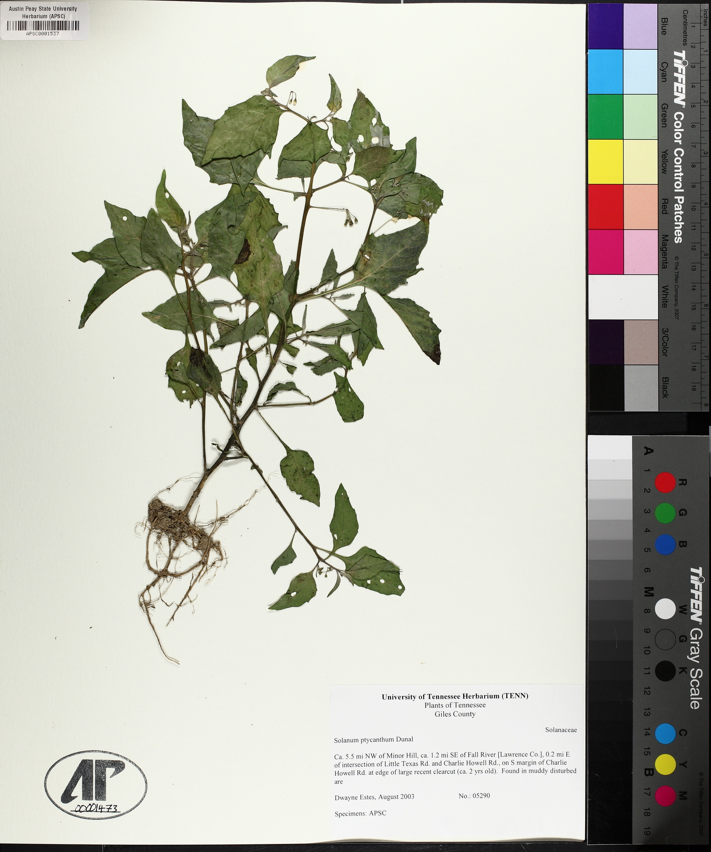 Solanum emulans image