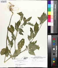 Solanum emulans image