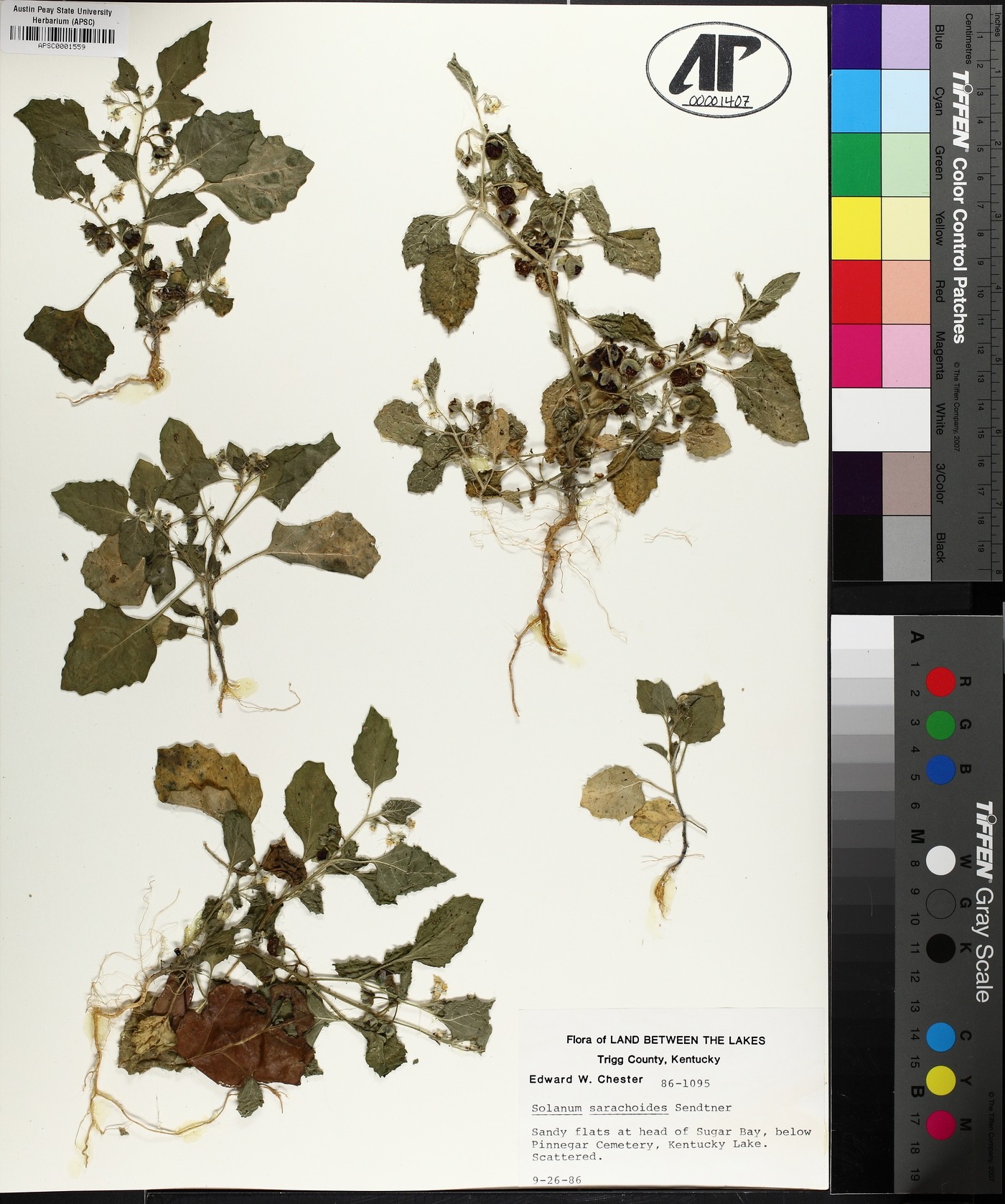 Solanum sarrachoides image