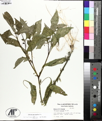 Solanum emulans image