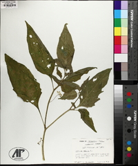 Solanum emulans image