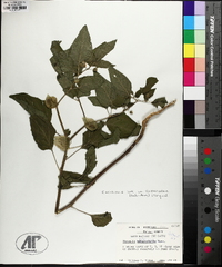 Physalis longifolia image