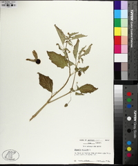 Physalis angulata image