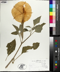 Datura wrightii image