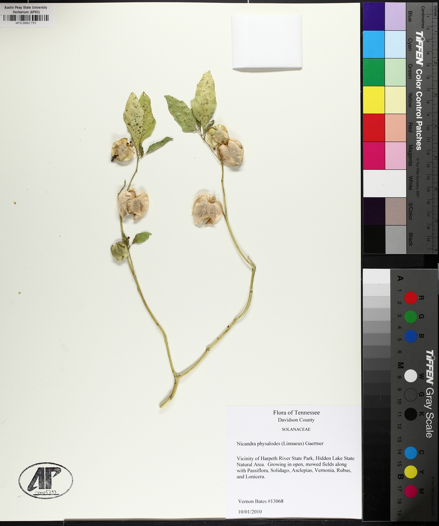 Nicandra physalodes image