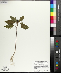 Datura stramonium image