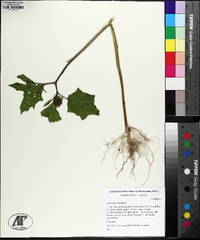 Datura stramonium image