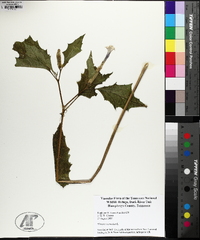 Datura stramonium image