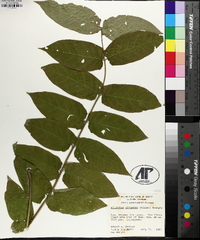 Ailanthus altissima image