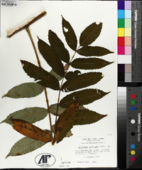 Ailanthus altissima image